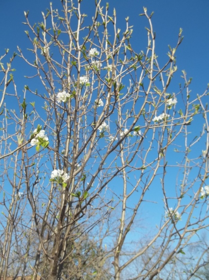 4/23/2015 pear tree in bloom